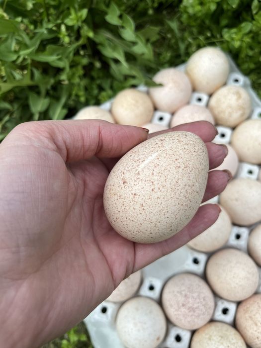 Домашни пресни яйца - пуешки и кокоши