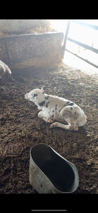 buzoq (sut emdi) sotiladi