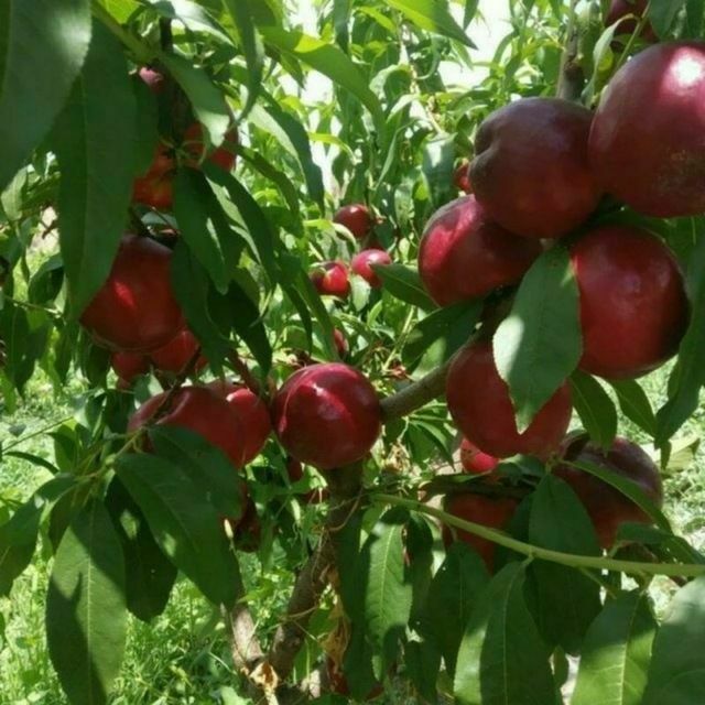 Salom siz qidirayotgan kuchatlar dastafka bor