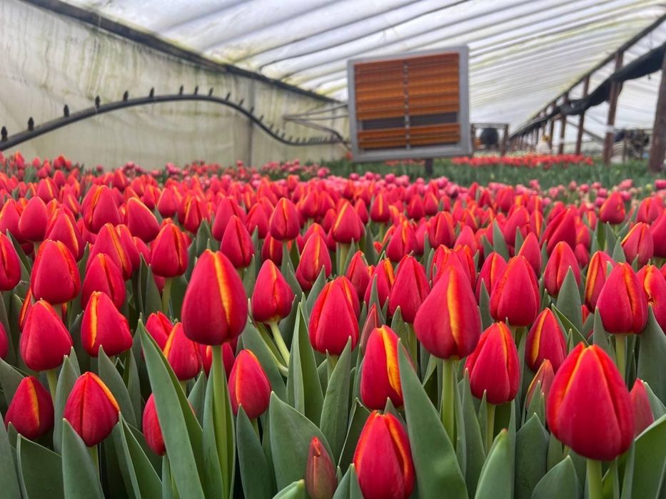 Беллорусские тюльпаны