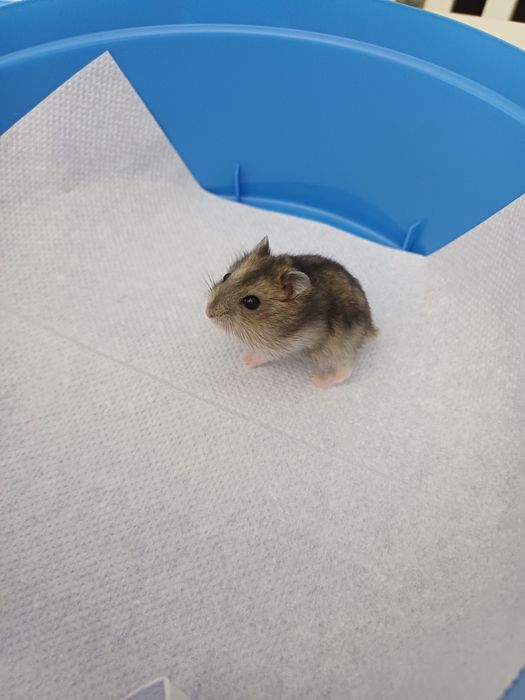 Vând pui hamsteri