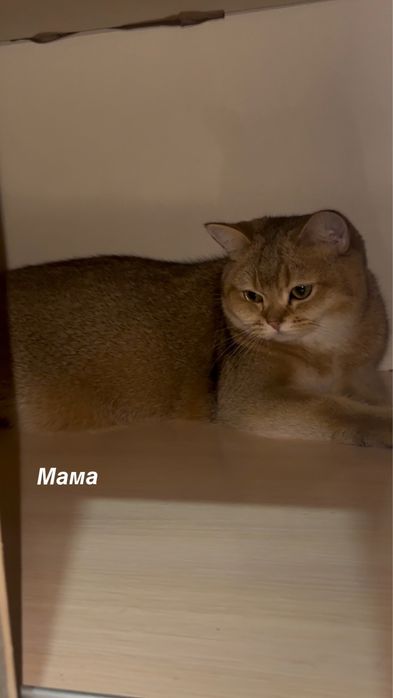 Игривые пушистые малыши ищют любящую семью