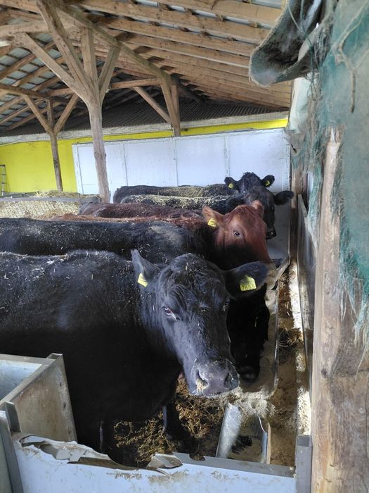 Vand vaci angus gestante