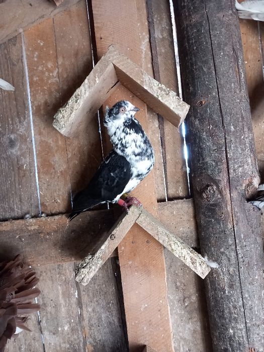 Vând sau schimb jucatori de amara