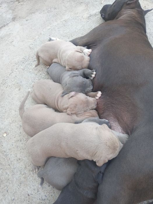 продаются щенки пит-бультерьера