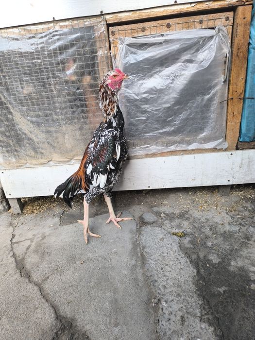 Бойцовский петух