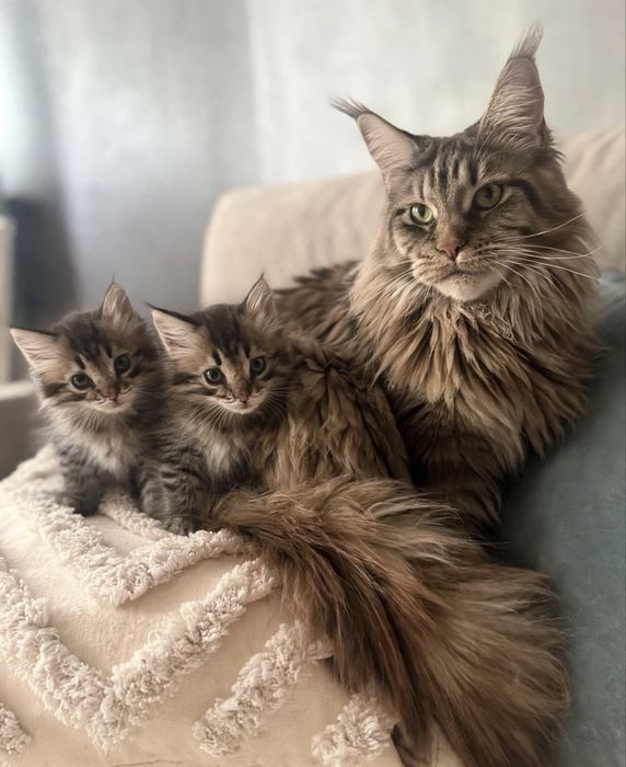 Отдаем котят в хорошие руки