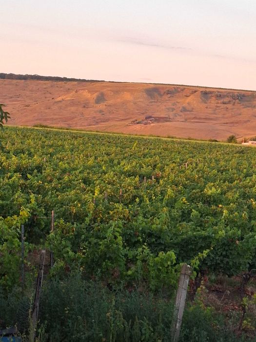 Teren plantatie vita de vie