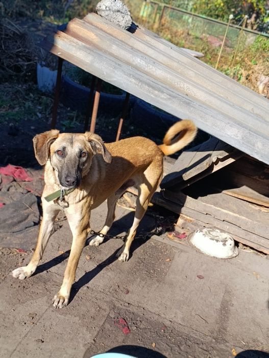 Срочно котик в добрые руки!