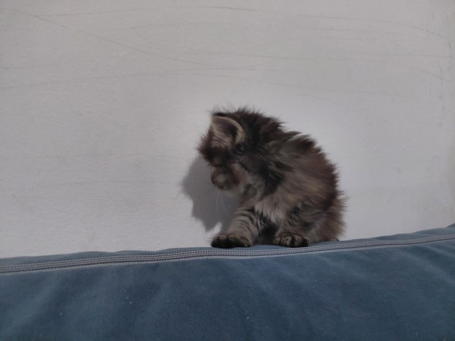 пол мейн-кун отец персидская кошка