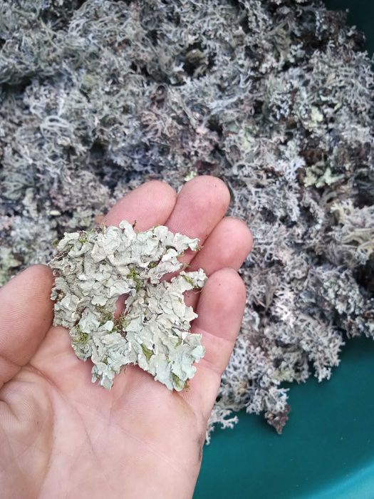 Lichen de prun Evernia prunastri/Lichen de piatra/Lichenul renilor