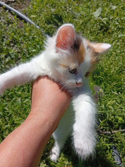 Бесплатно котята
