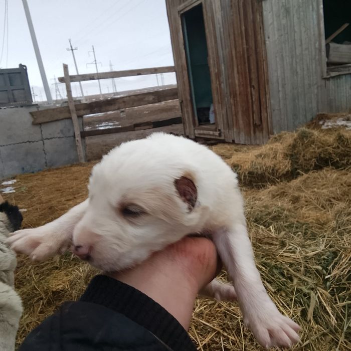 Продаётся алабай