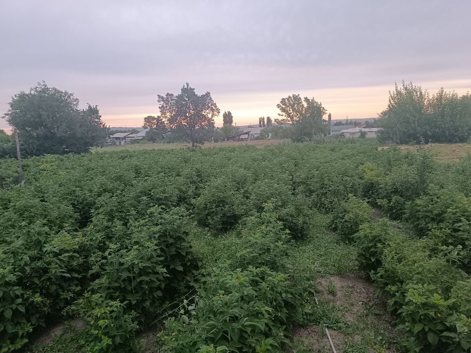 дом с малиновым садом/малина бақшасы бар үй