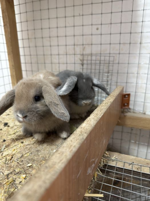 Декоративные кролики