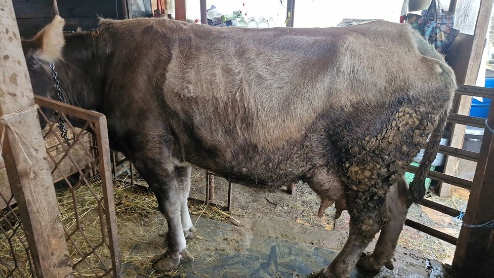 Vaca de vânzare bună de lapte