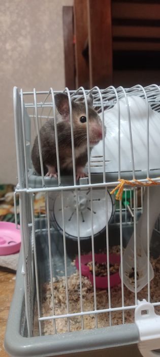 Хомячиха с клеткой