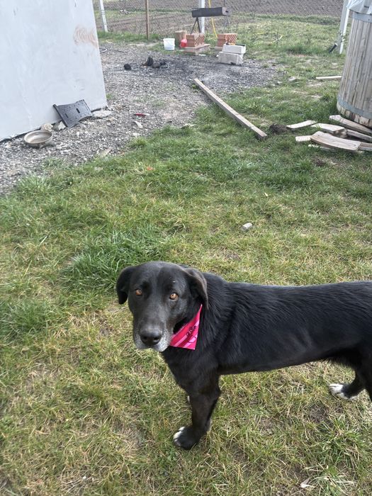 Donez femela mix metis labrador