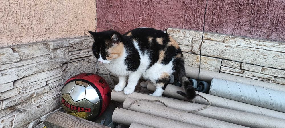 Подарявам малки котета