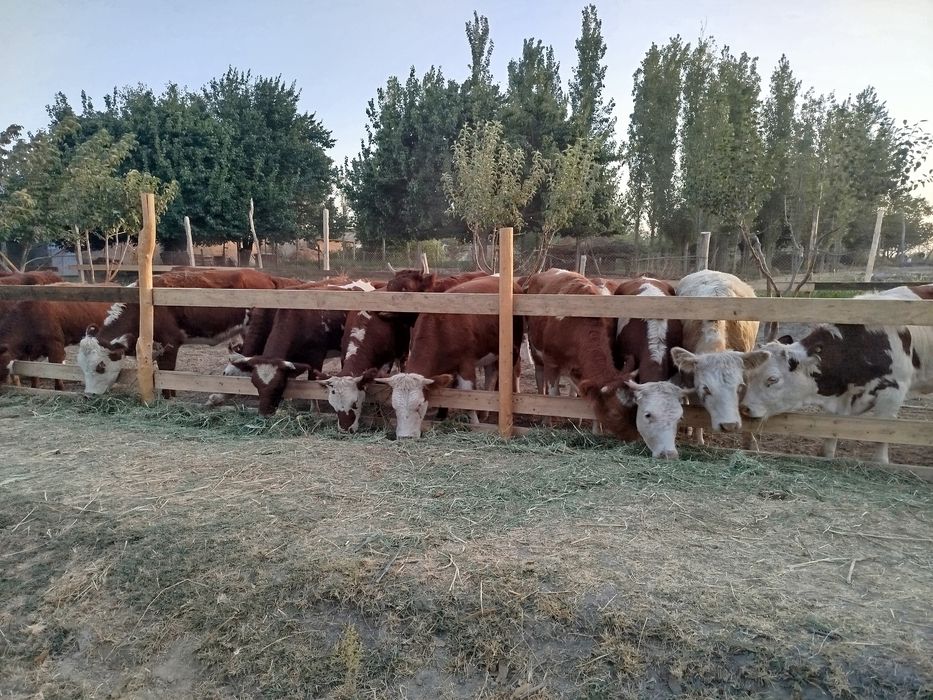 Импорт из России  Продажа оптом и в розницу КРС