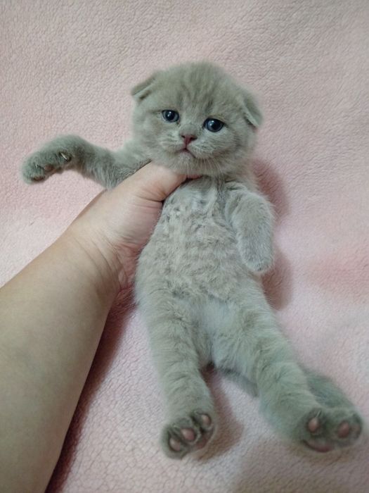 Молодой кот приглашает кошек на вязку