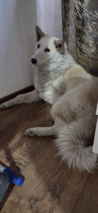 Пристраиваеися лайка Эмили