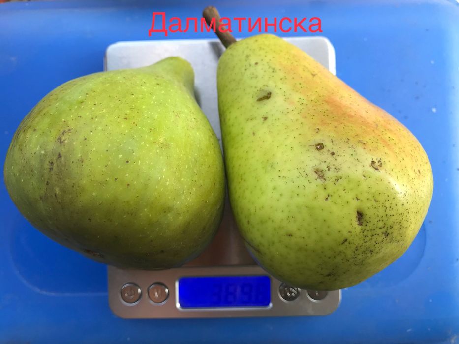 Смокини различни сортове, растения, дръвчета