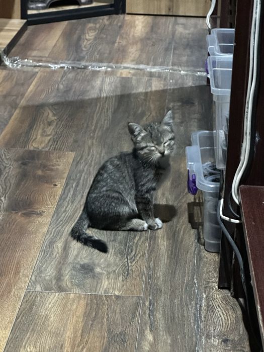 Котёнок бесплатно