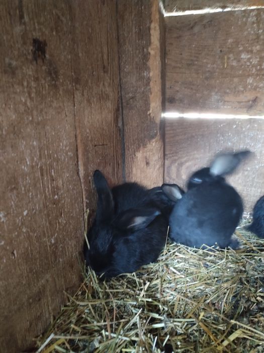 Iepurasi pentru Paște