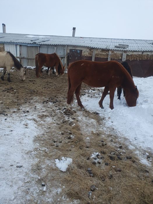 Байтал дөнежін сатамын. 520000 ₸