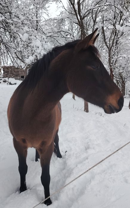 Cal pentru echitatie - Manza de 5 ani