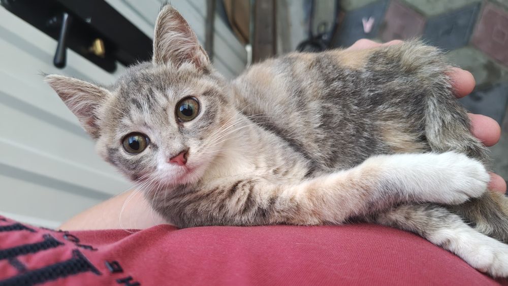 Котенок, красивый