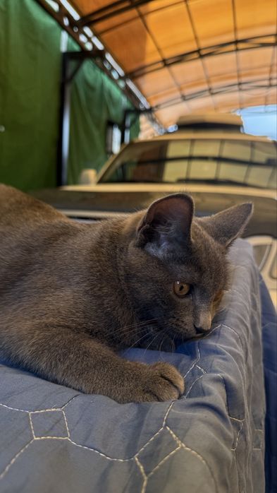 Отдам котенка в добрые руки