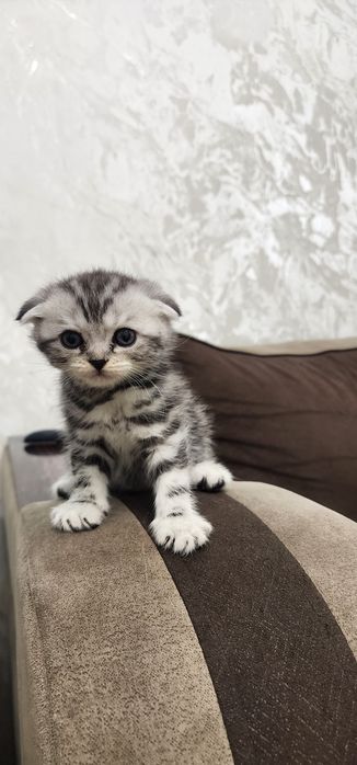 Мушукчалар зотдор, соглом сотилади