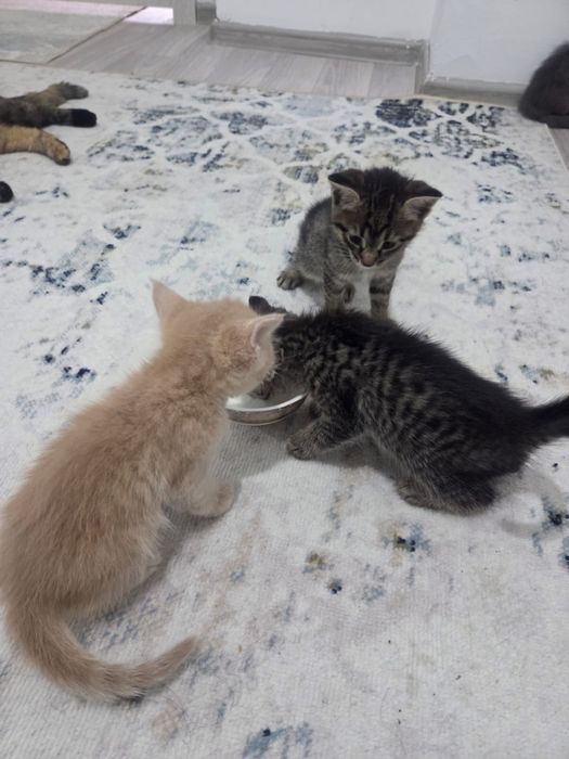 Кошка  котята в добрые руки