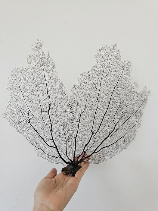 Кораллы , ракушки