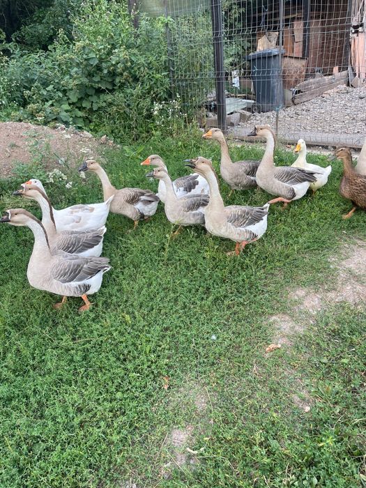 De vanzare Gascani Americane / Africane