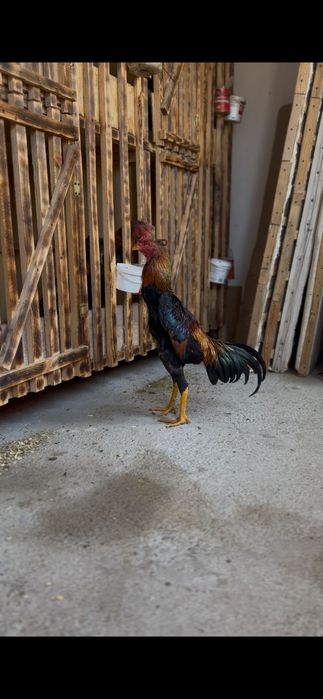 Қаны таза бойцовый