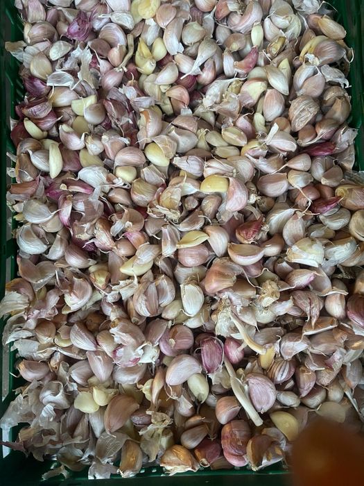 Vând usturoi mic  de pus in pământ