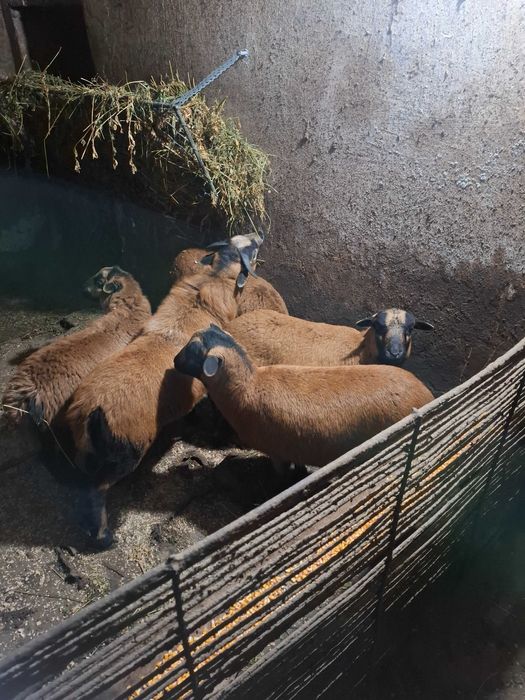 Patru oi camerun si un berbec