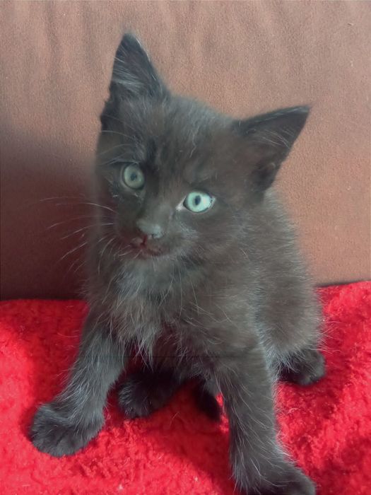 Милые котята ,1.5 месяца