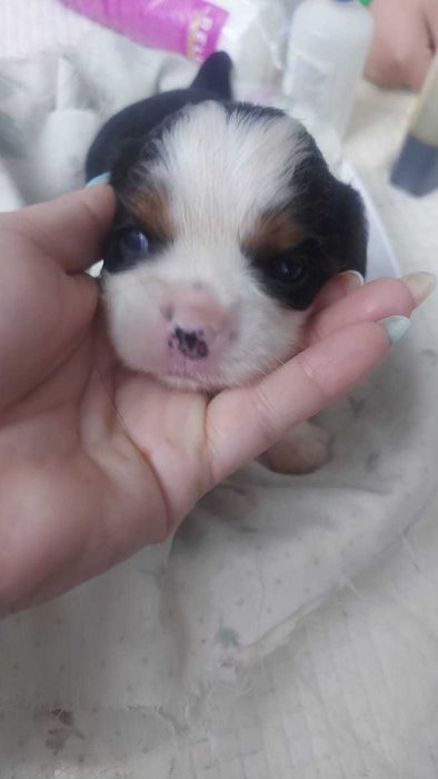 Кавалер Кинг Чарльз Спаниель