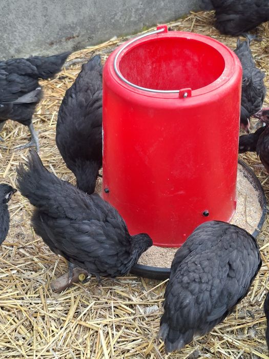 Pui Australorp de 6 saptamani