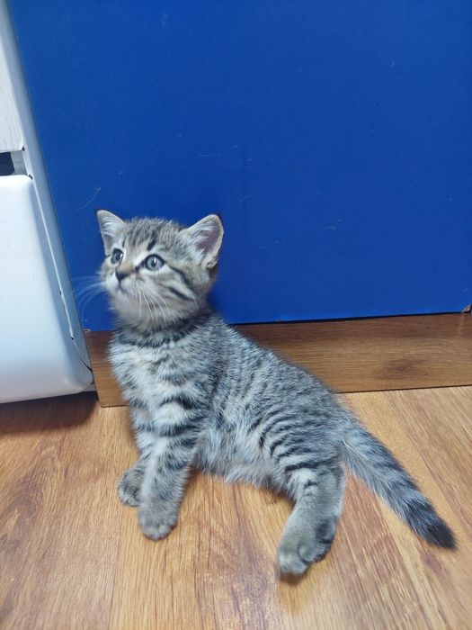 Котенок ( британка)