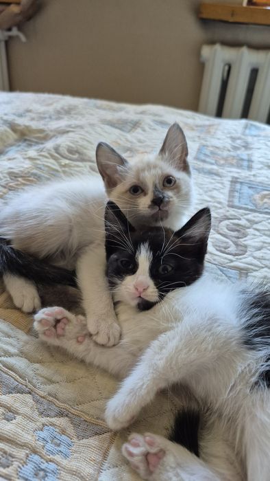 Отдаю котят в добрые руки!