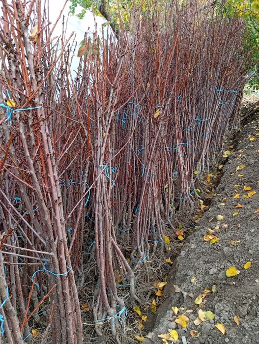 Овощни дървета разсад!