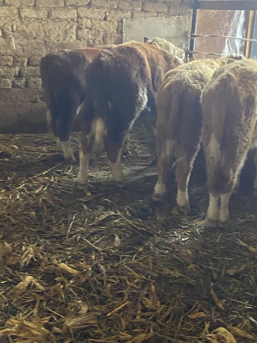 47бас потсос сатылат