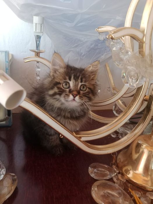 Отдам котят в добрые руки