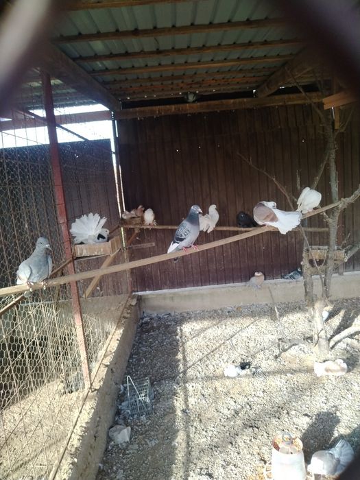 Vând porumbei pava și pava indiană