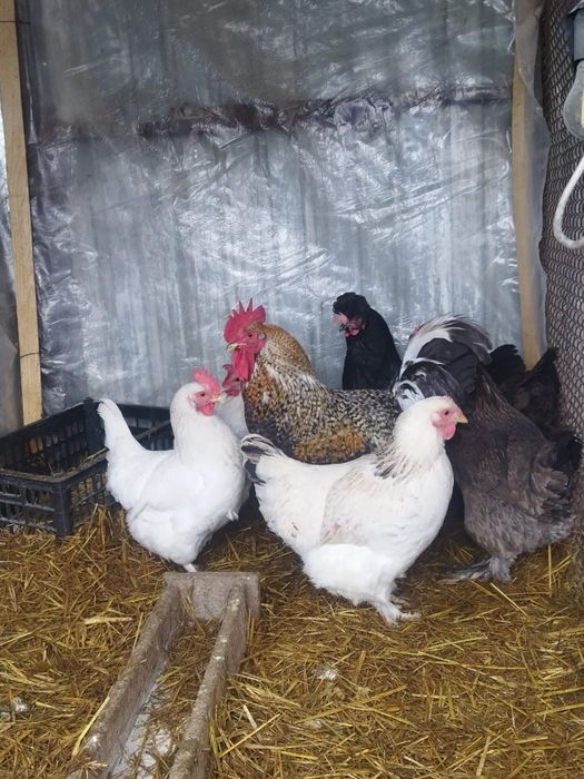 Продам куры домашние